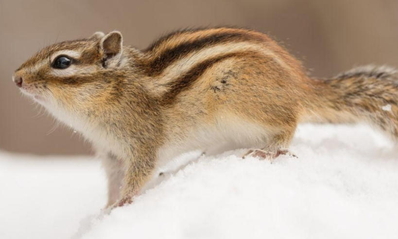 鸡市激光防伪标签公司轮播图2